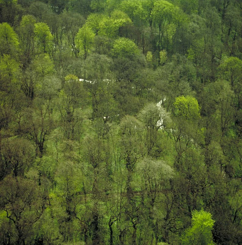 Aerial view of dense green forest with a winding stream through the trees