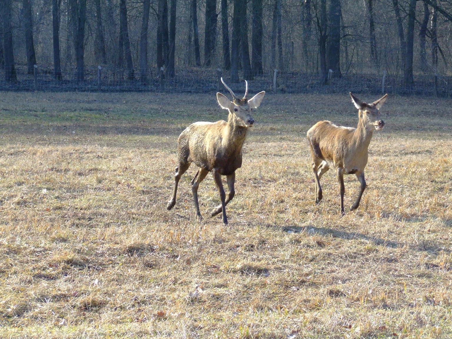 Two deer running in a grassy field with trees in the background