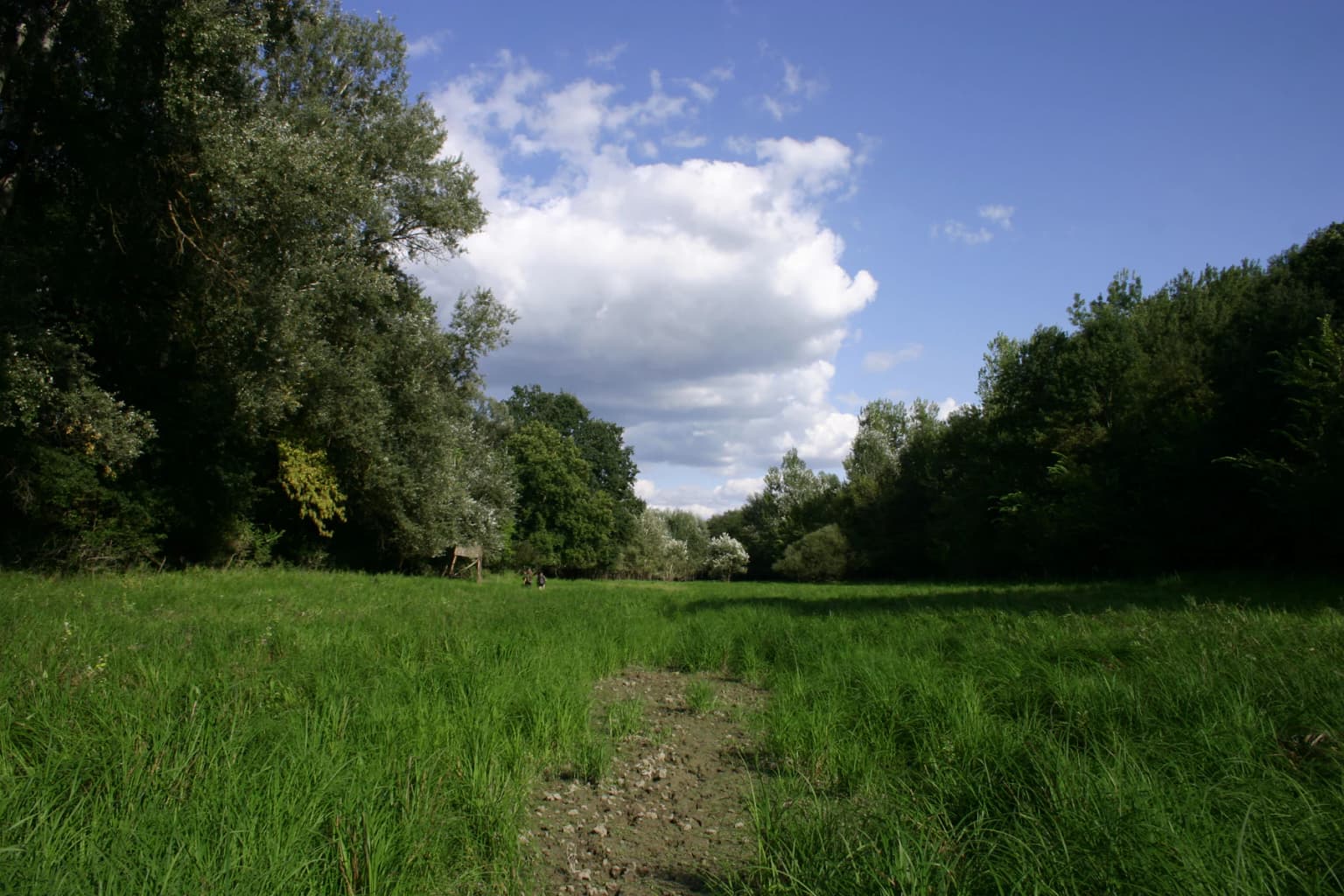 Dirt path through green grass leading into forested area under blue sky with scattered clouds