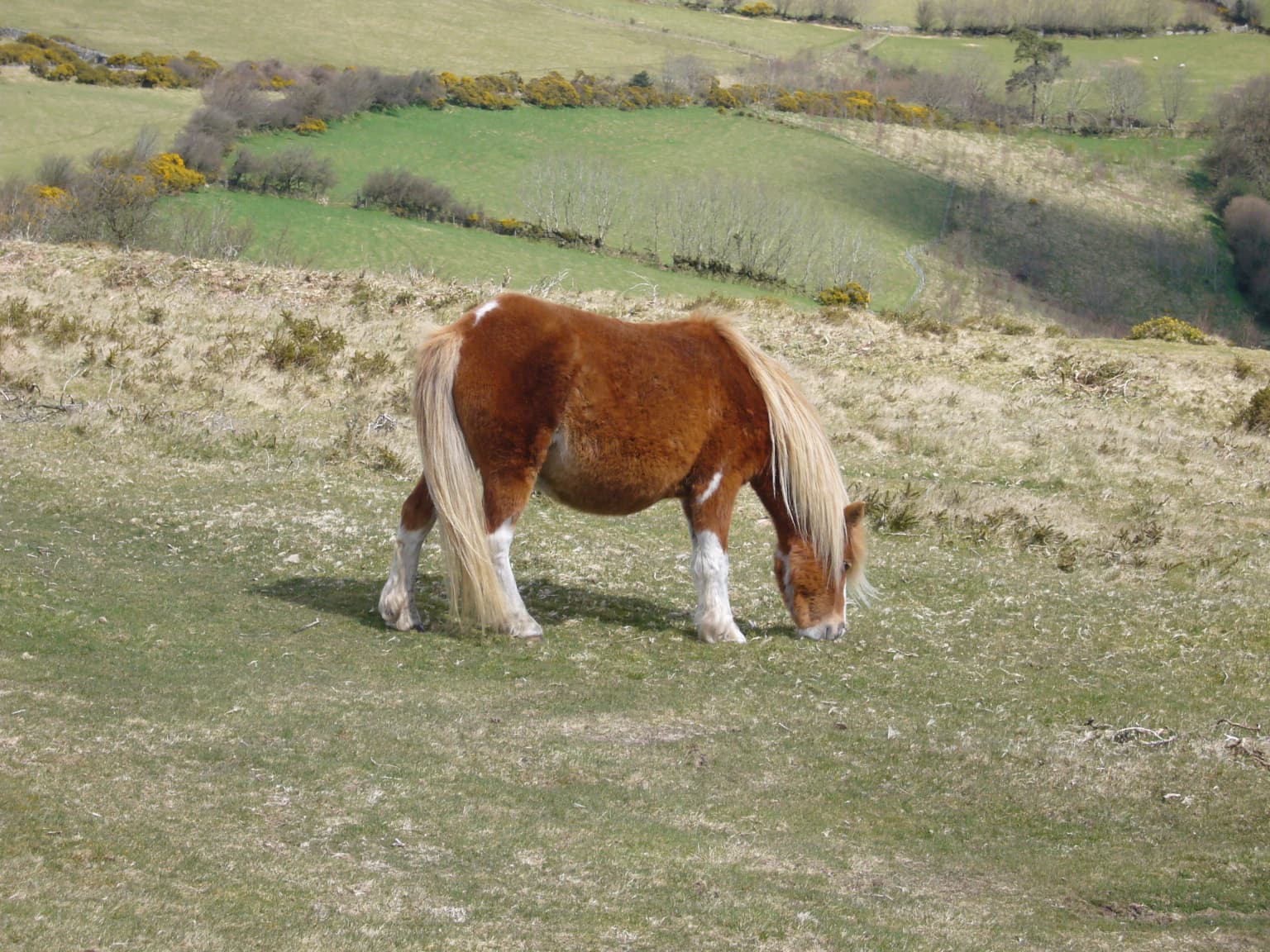 Brown Dartmoor pony with white legs grazing on grassy moorland