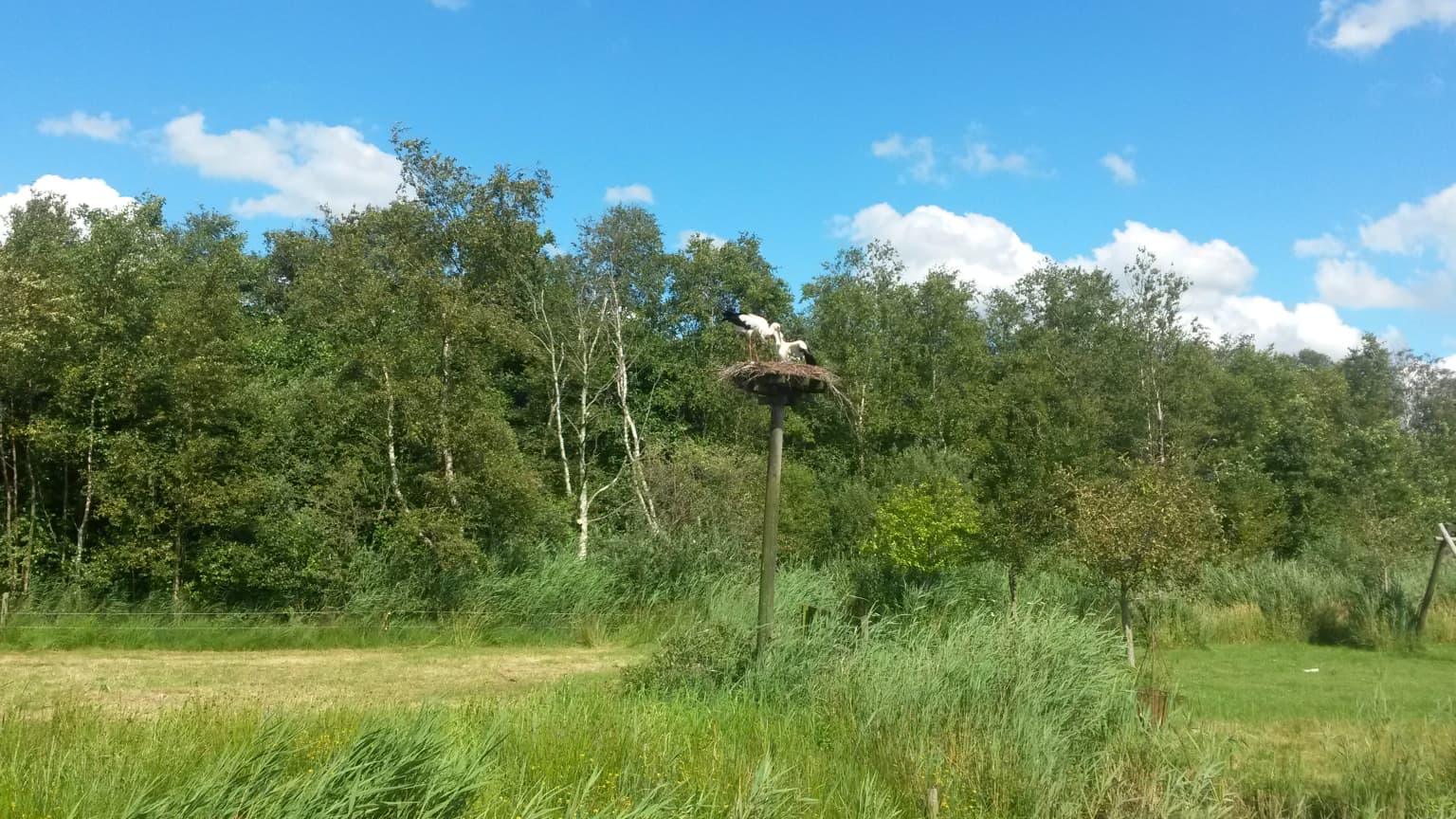 White storks in a nest on a tall pole in a grassy field with forest in the background under a blue sky