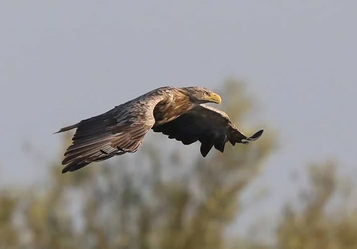 White-tailed eagle with spread wings flying against a blurred background of trees