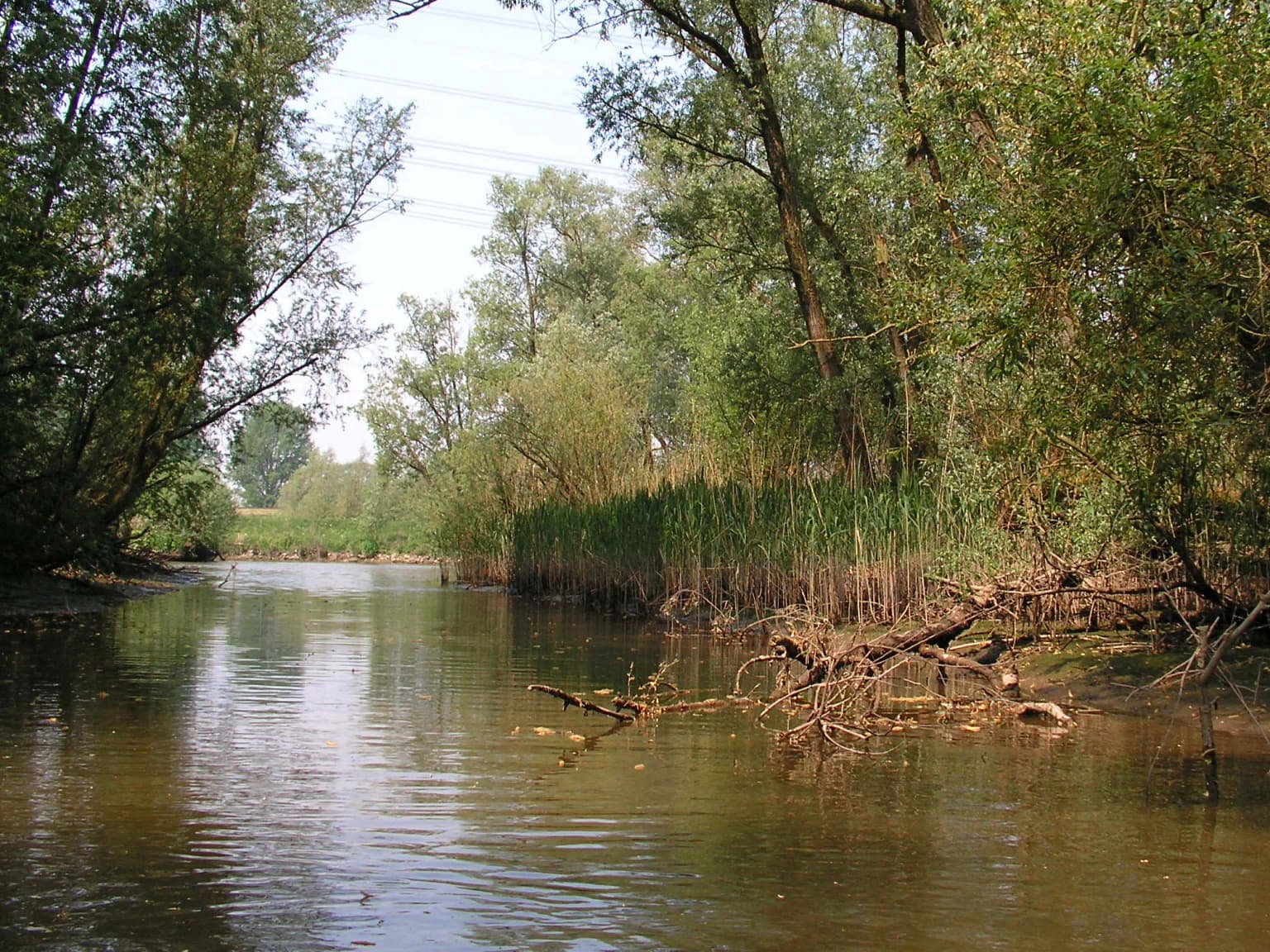A calm waterway with trees and reeds along the banks, showing typical wetland vegetation in De Biesbosch National Park