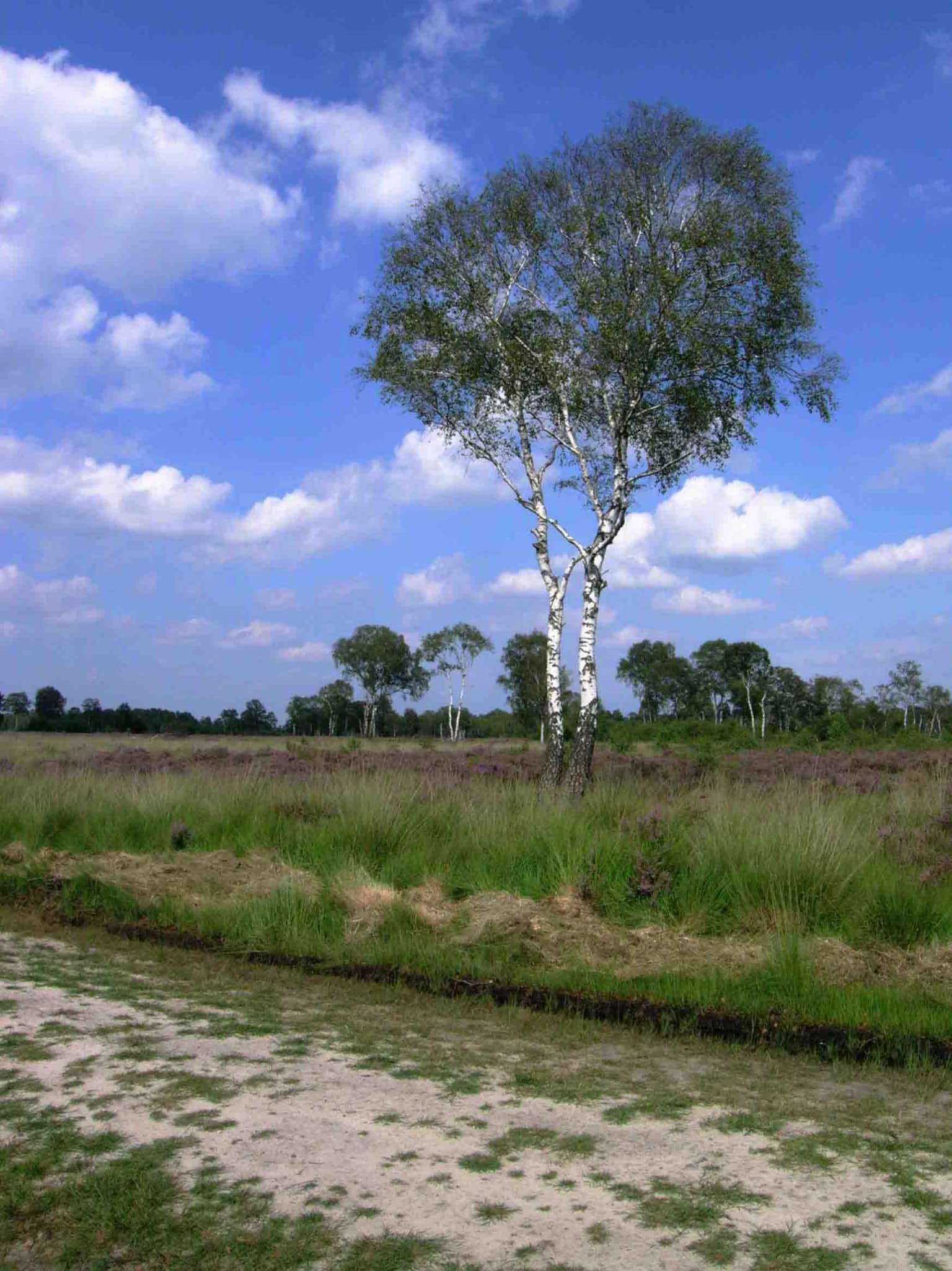 A birch tree standing in a grassy field with a blue sky and scattered clouds above