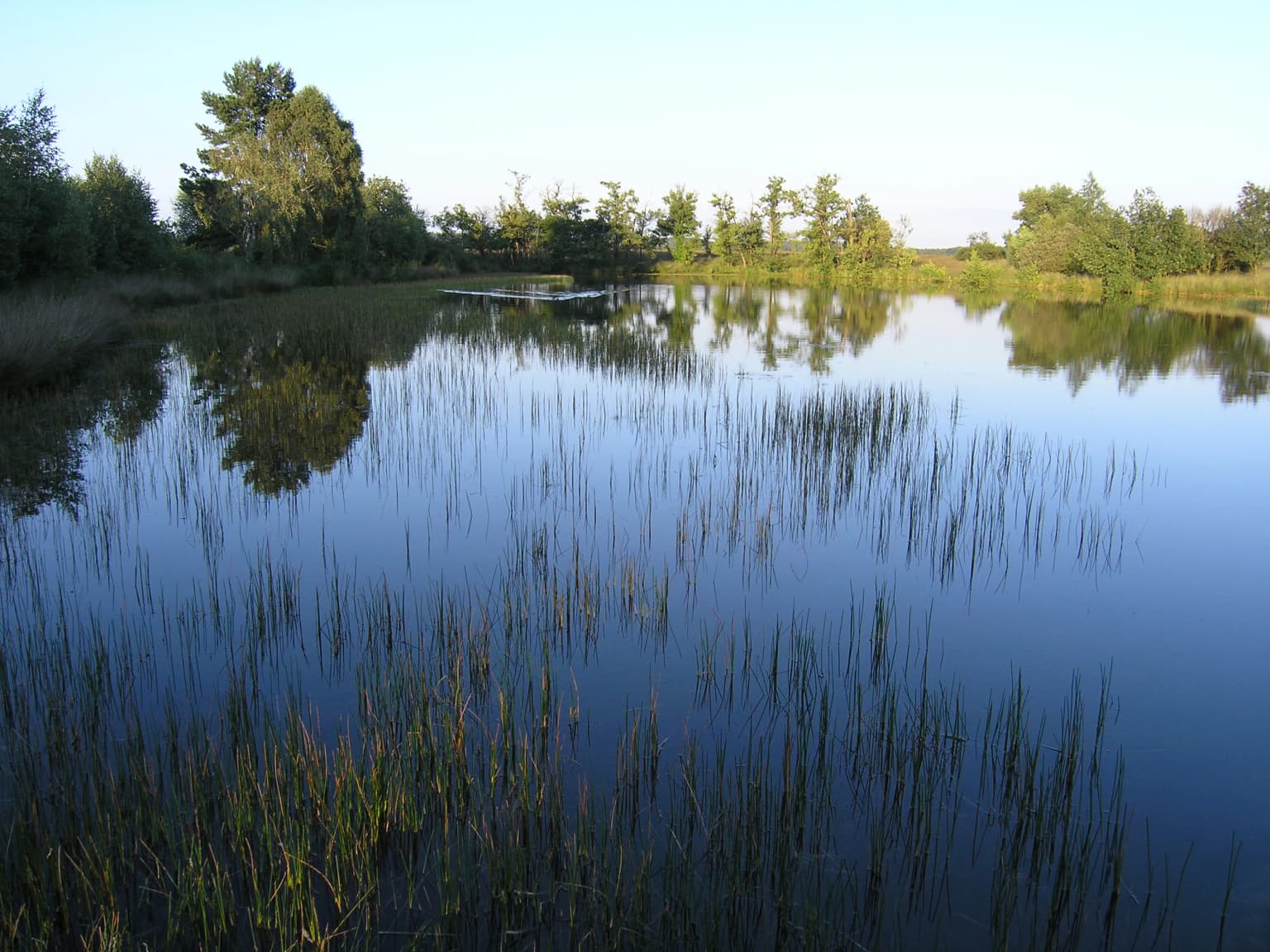A tranquil wetland with tall reeds in the foreground, reflecting trees and vegetation under a clear sky