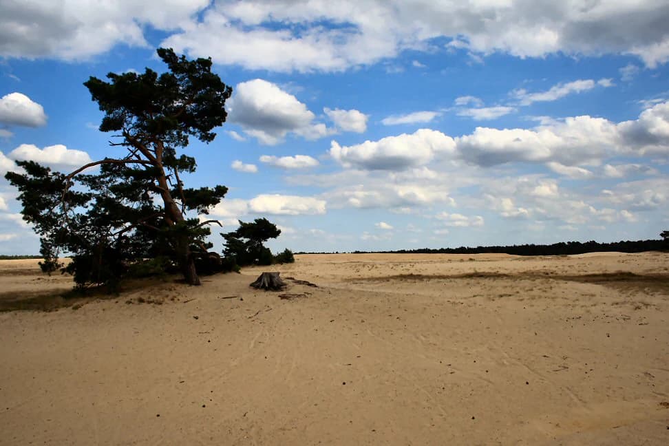 Sandy landscape with a lone tree under a partly cloudy sky