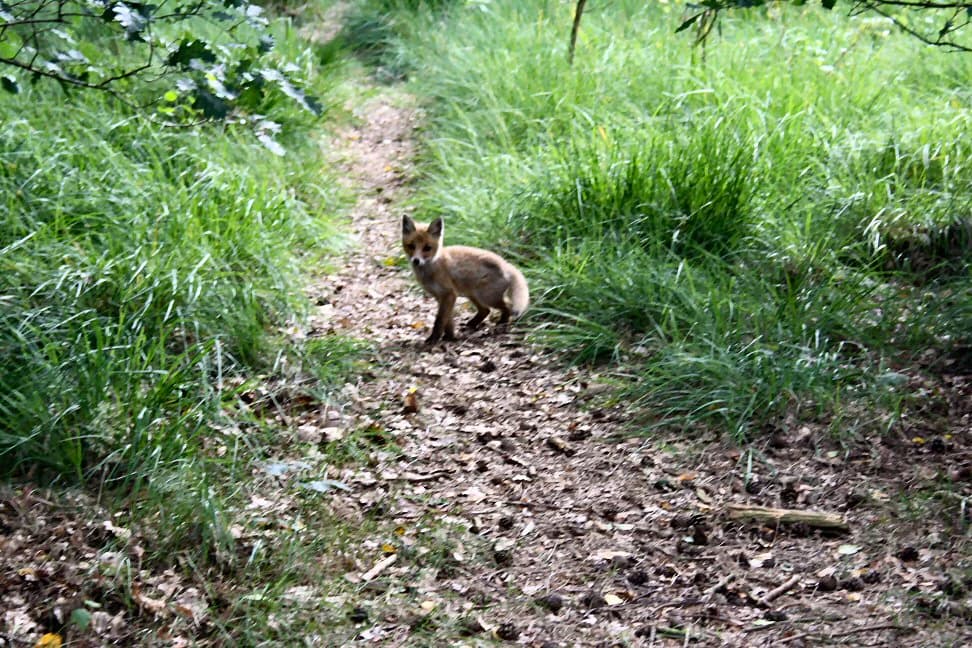 A young fox standing on a gravel path surrounded by green grass and trees.