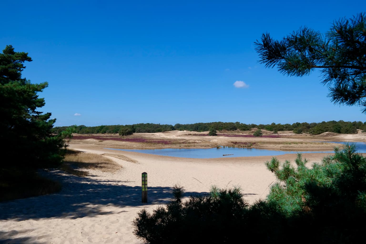 Sandy landscape with a body of water, pine trees, and a signpost under a clear blue sky