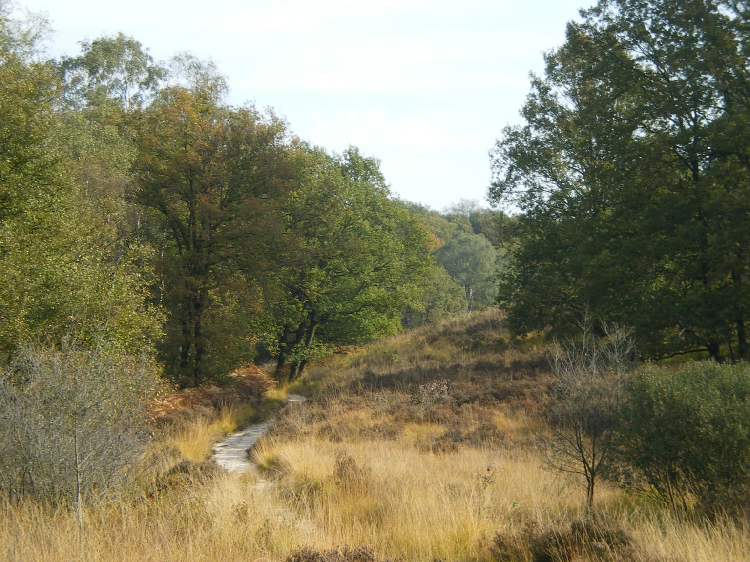 Narrow path through grassy fields with trees showing autumn colors in De Meinweg National Park.