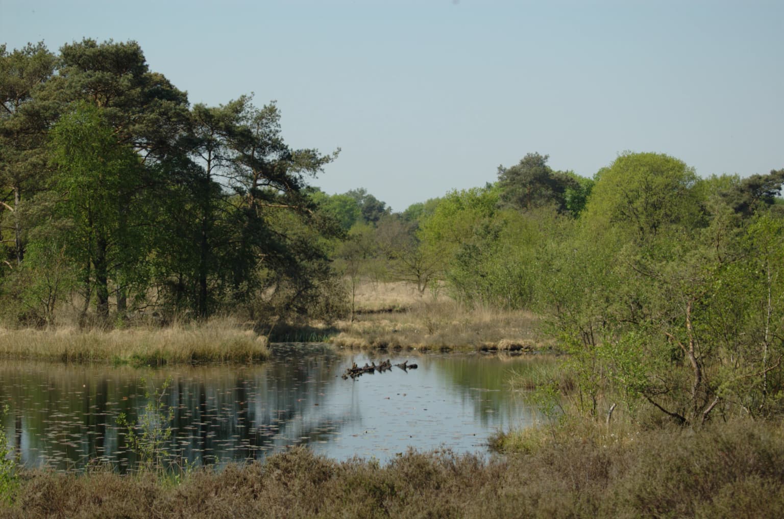 A calm pond reflecting trees and sky surrounded by green vegetation and trees in a national park setting