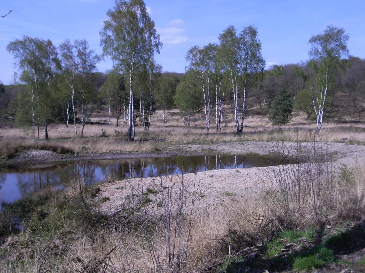 Natural landscape featuring a small pond surrounded by dry grass and scattered birch trees under a clear blue sky