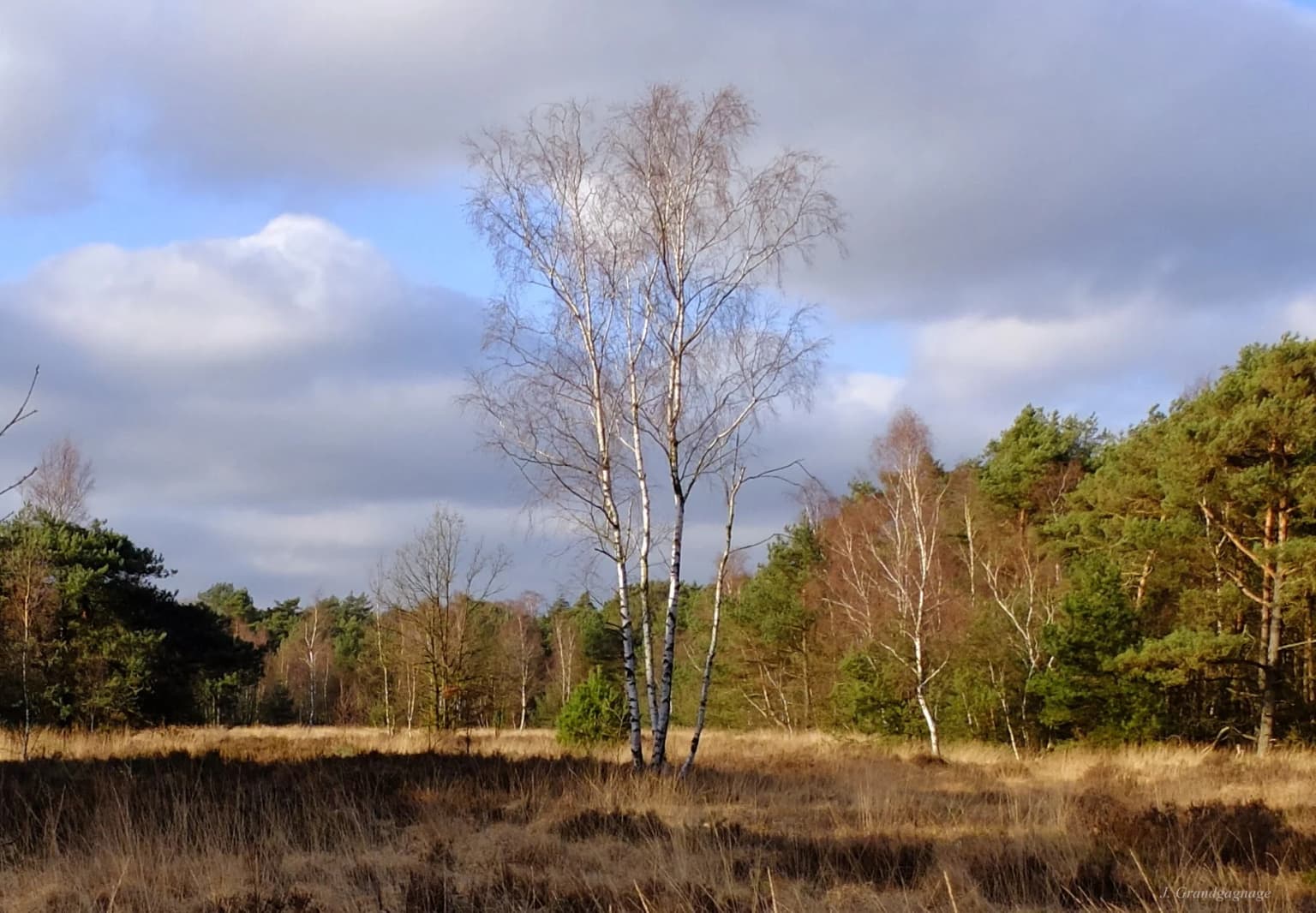 Birch trees standing in a dry grassy field with scattered trees under a partly cloudy sky