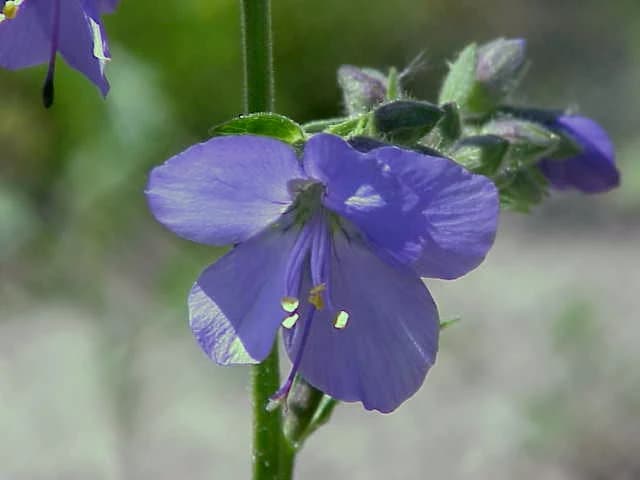 Purple flower with yellow stamens on green stem, blurred background