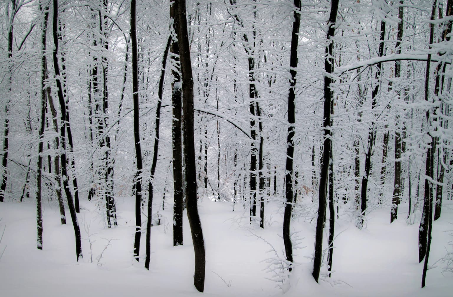 Tall trees covered in snow and frost with snow-covered ground in a forest