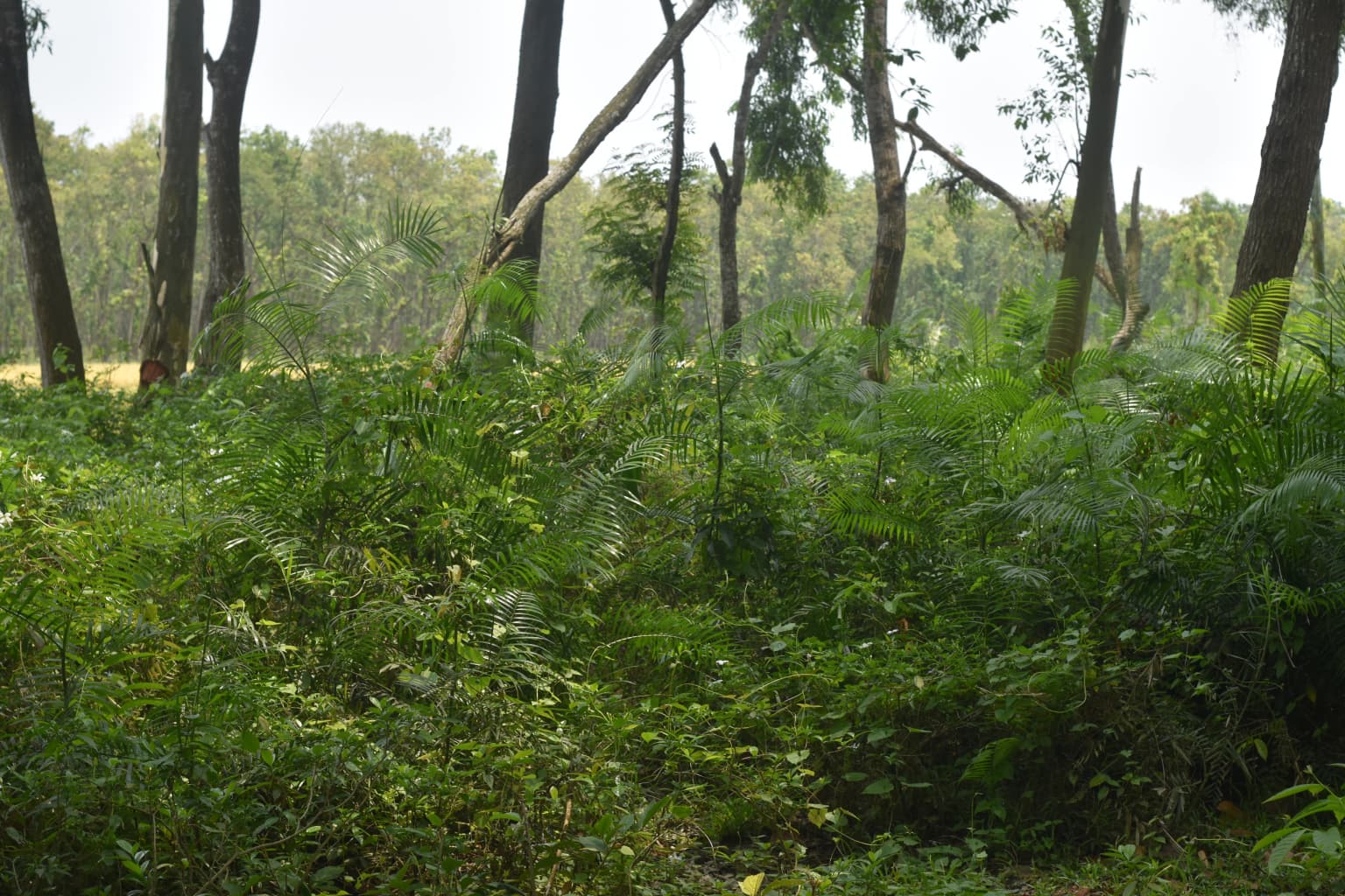 Dharmapur Forest
