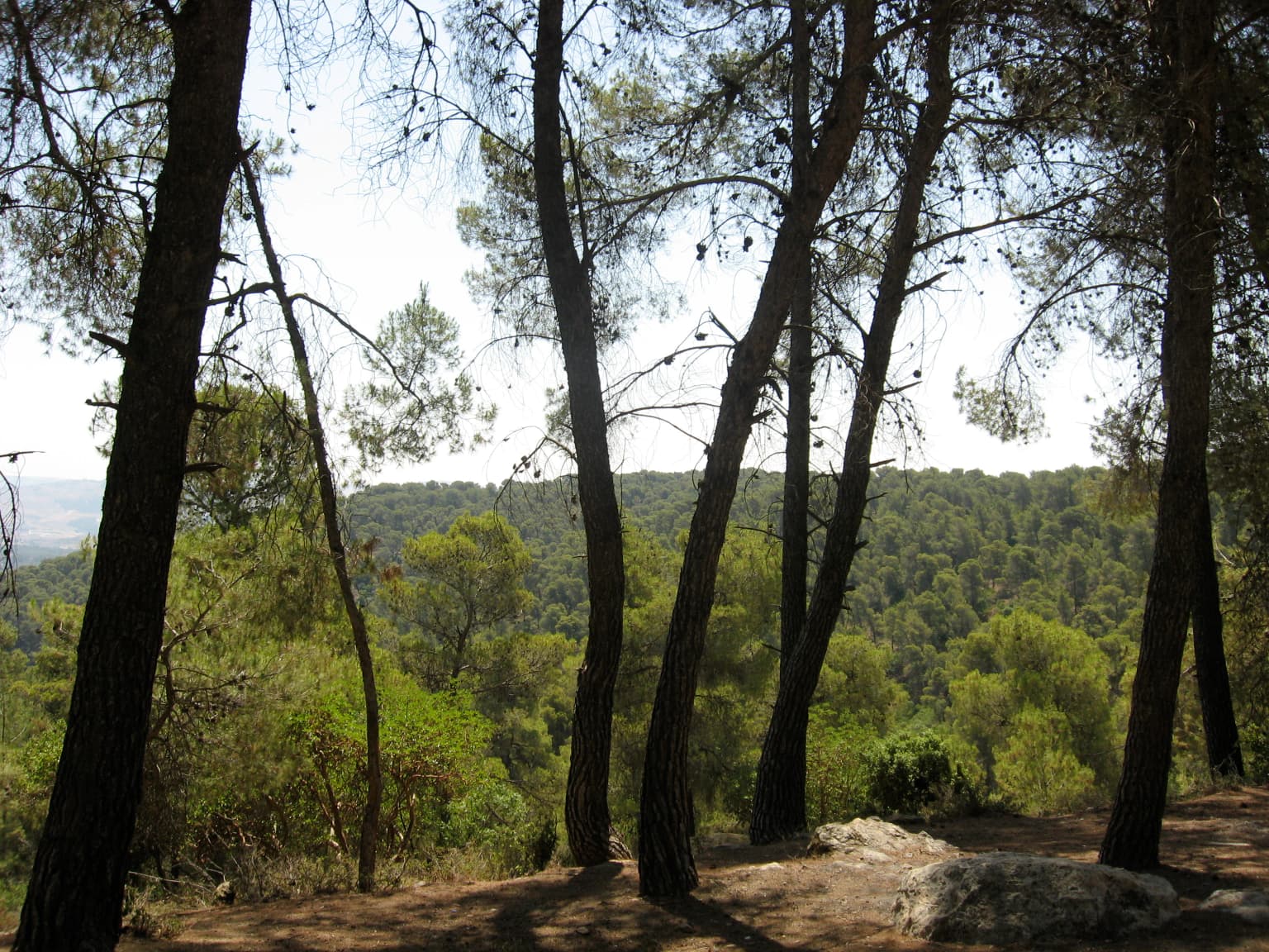Tall pine and oak trees with a view of distant forested hills