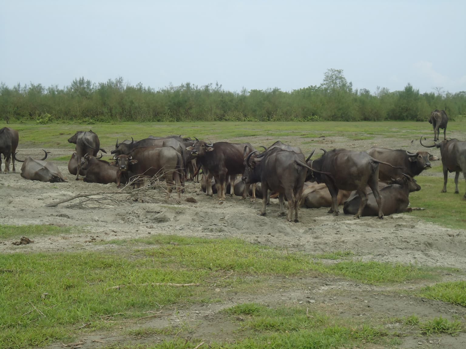 Multiple dark-colored water buffalo standing and resting in a grassy field with trees in the background
