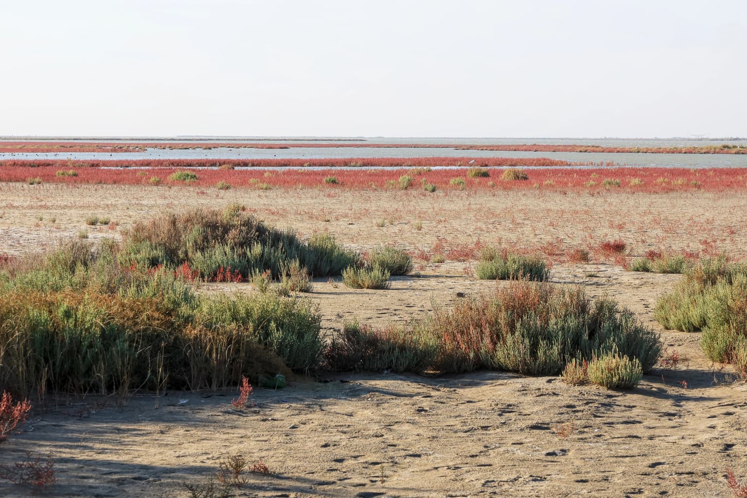 Sandy terrain with patches of low-lying green and brown vegetation, distant water body, and clear sky