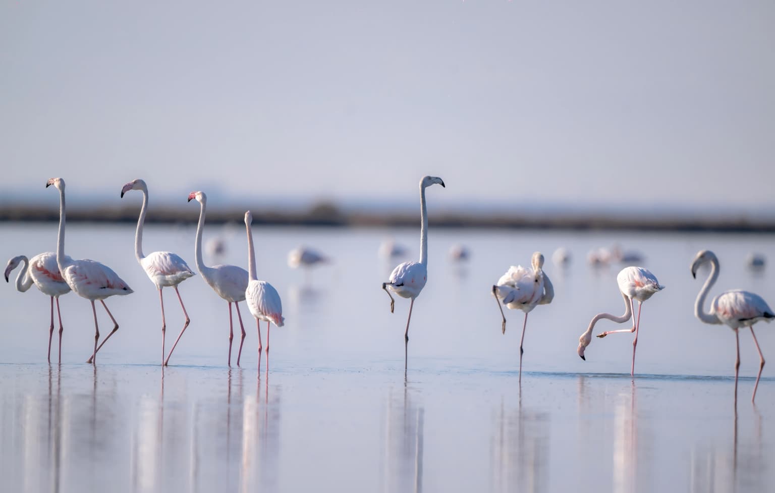 A group of flamingos standing in shallow water with reflections visible