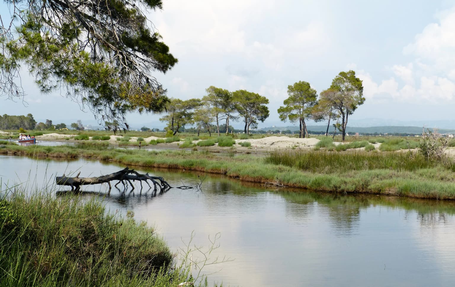 A calm waterway with grassy banks, scattered trees, and a fallen tree trunk in the water under a partly cloudy sky