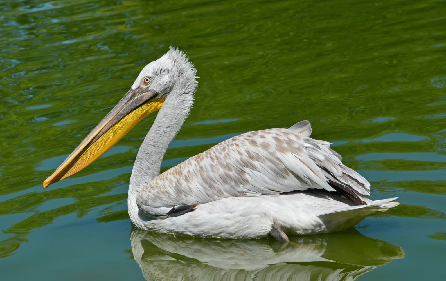 Dalmatian pelican with yellow beak floating on greenish water, showing its reflection