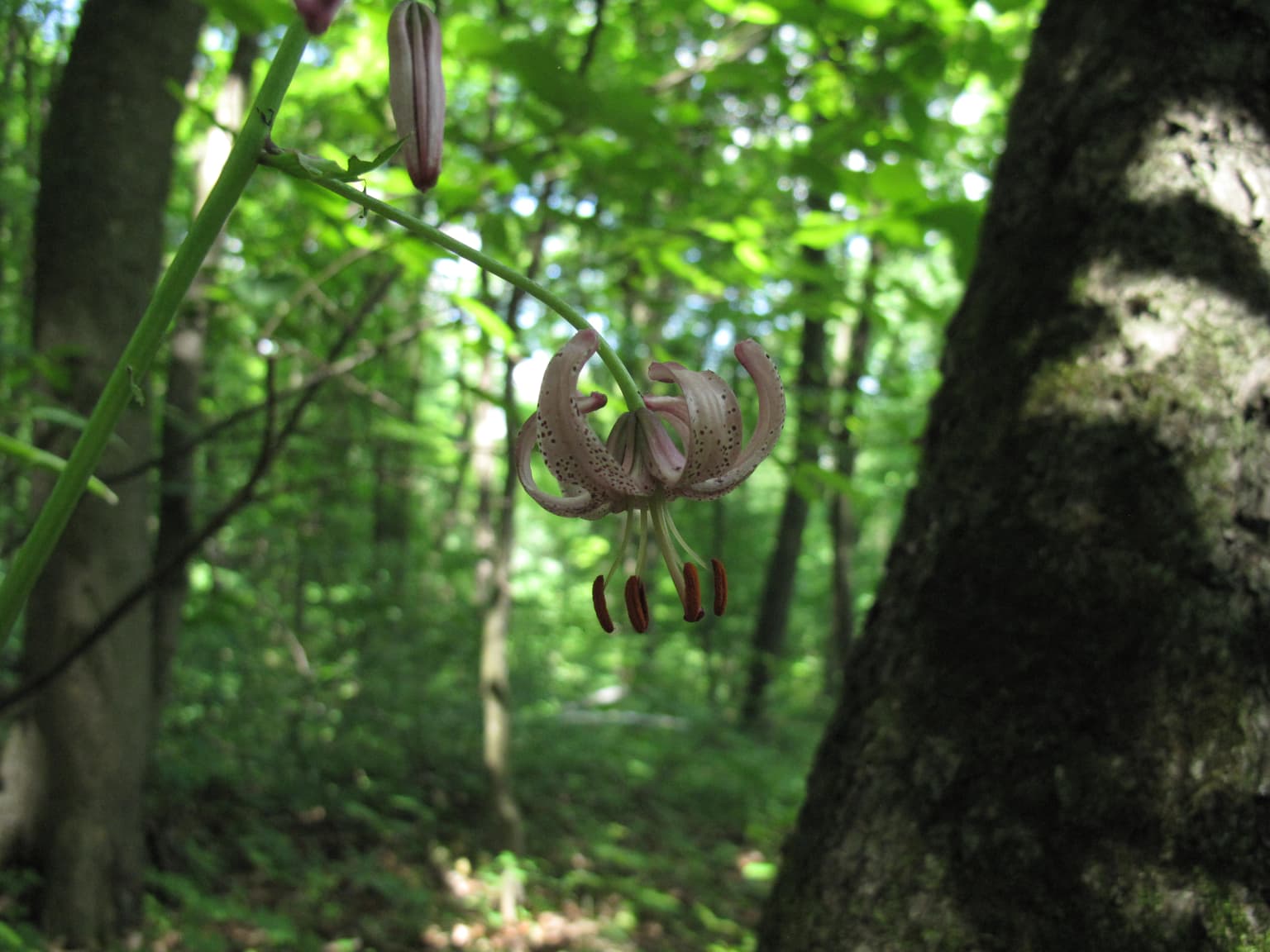 Pink martagon lily with curved petals and brown anthers hanging from a stem in a forest
