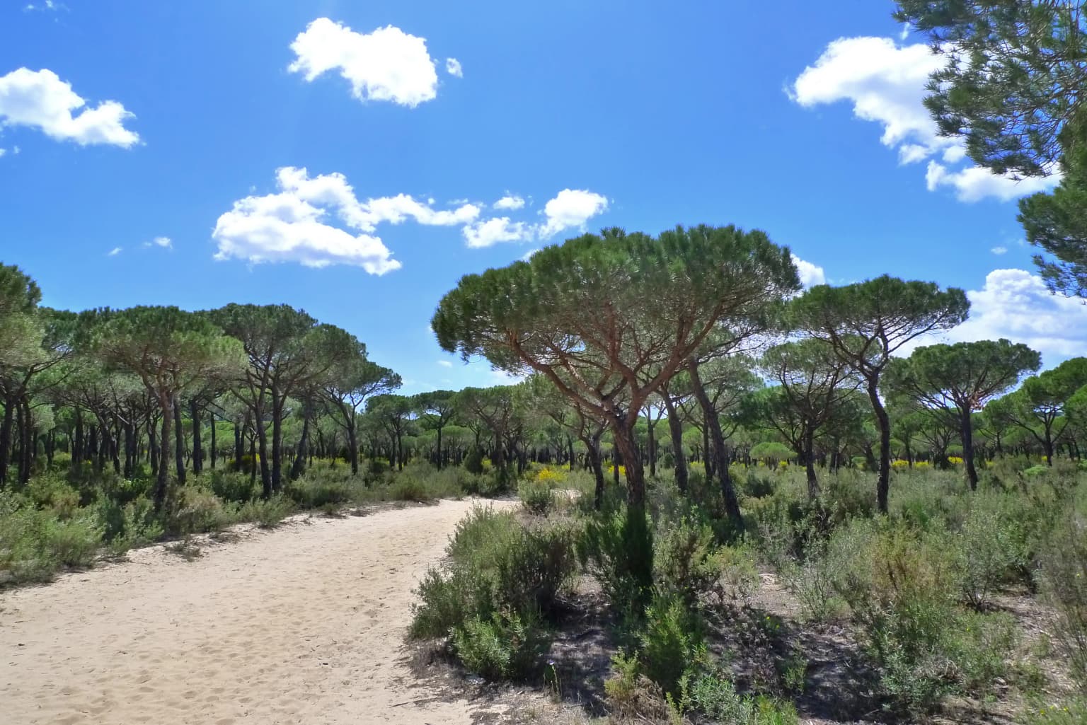 Sandy trail through a pine forest in Doñana National Park with clear blue sky and scattered clouds.