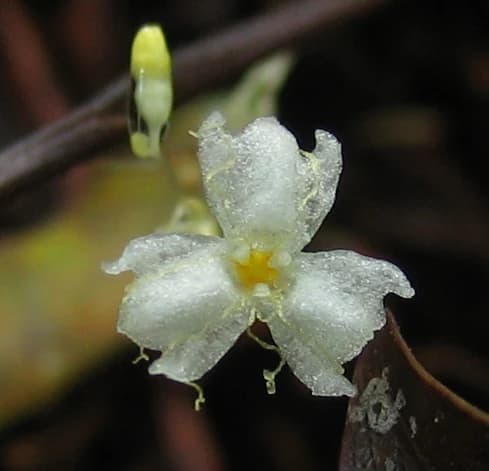 Gymnosiphon longistylus