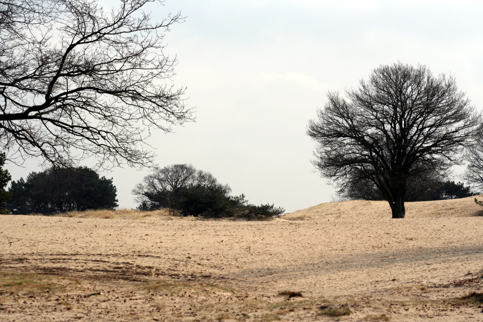Sandy area with scattered trees under an overcast sky