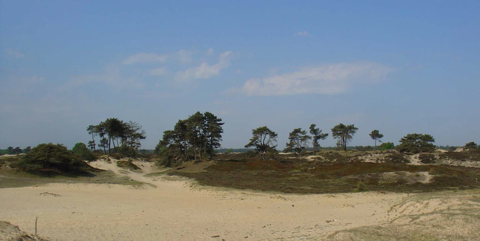 Sandy landscape with low vegetation and scattered trees under a clear blue sky