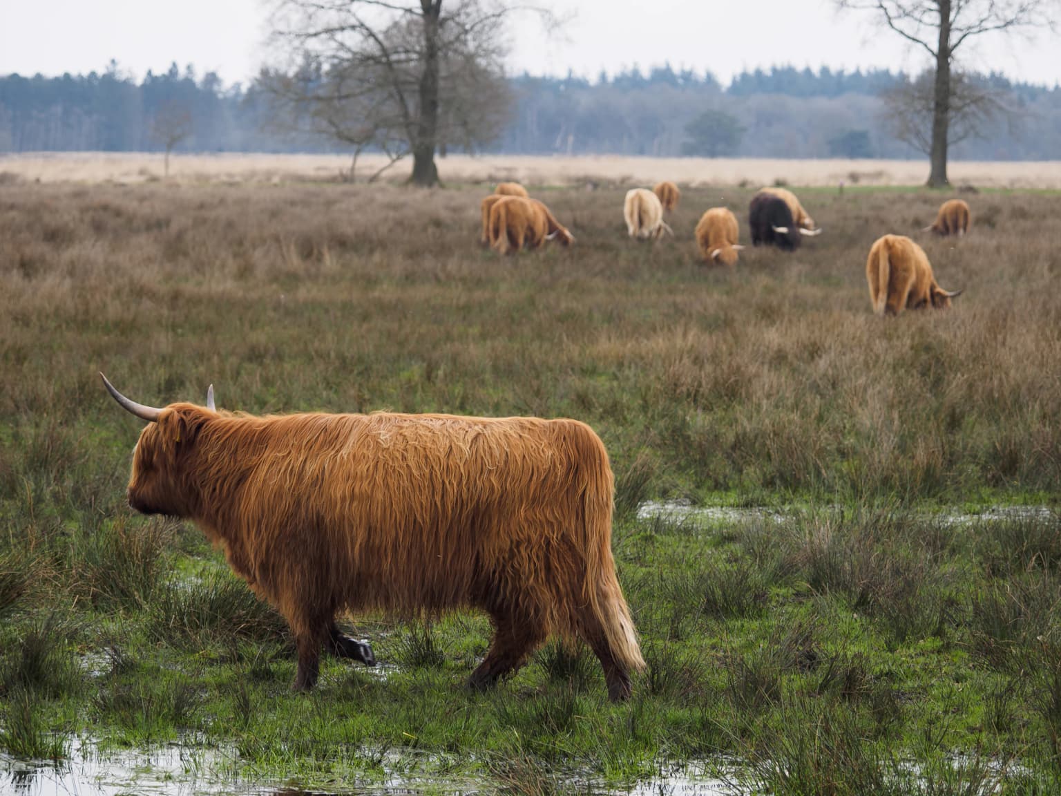 Brown Scottish cattle with long fur grazing in a wet grassland field with other cattle in the background