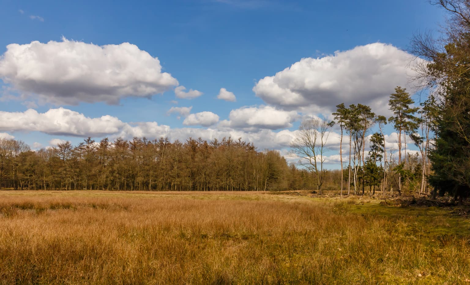 Open grassy field transitioning into a forested area under a blue sky with scattered clouds