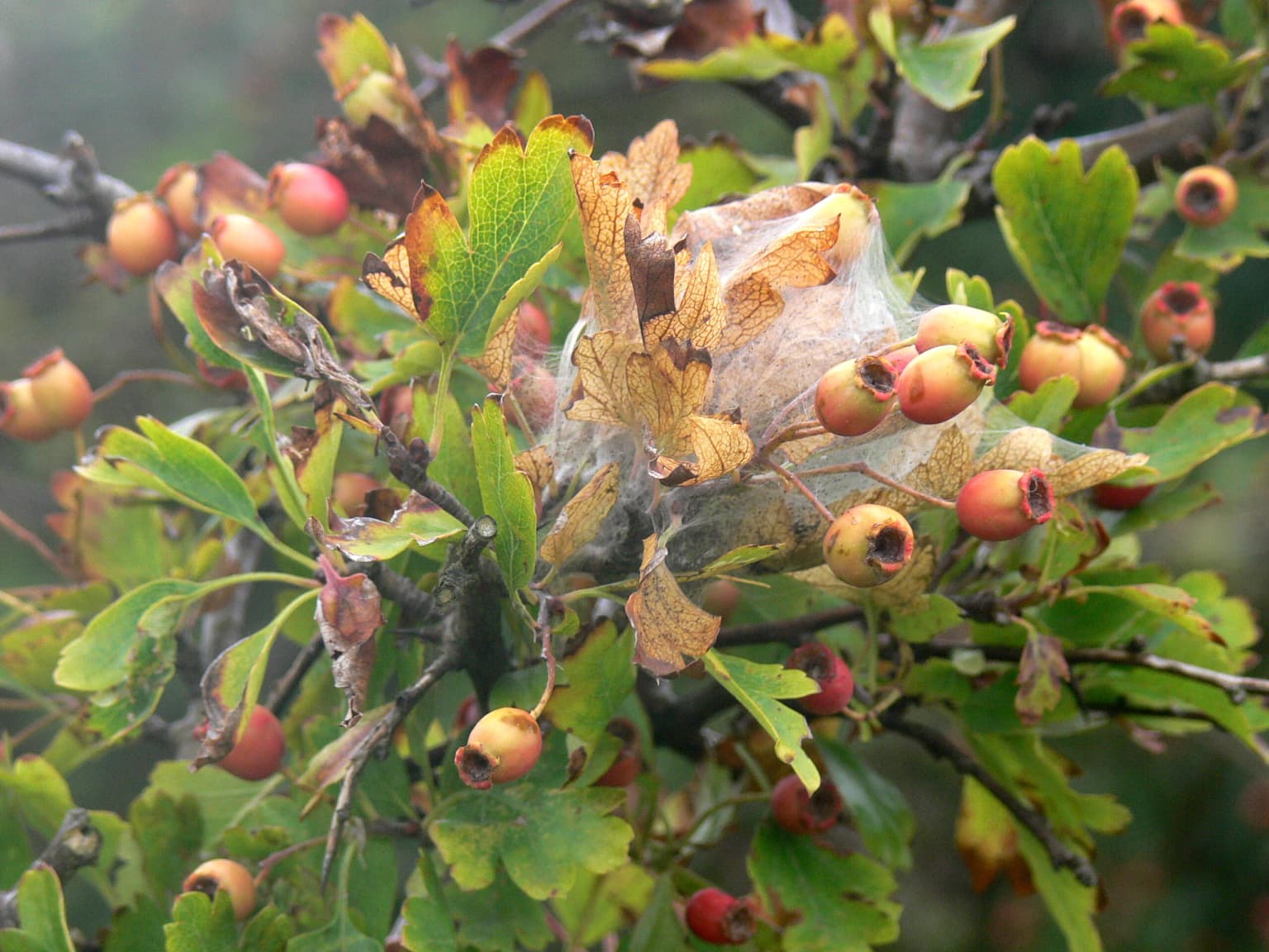 Close-up of sea buckthorn plant with red berries and green leaves showing a large web-like cocoon structure