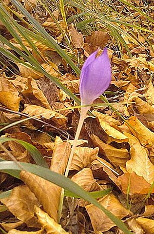 Purple flower with yellow center surrounded by brown and yellow fallen leaves and green grass blades