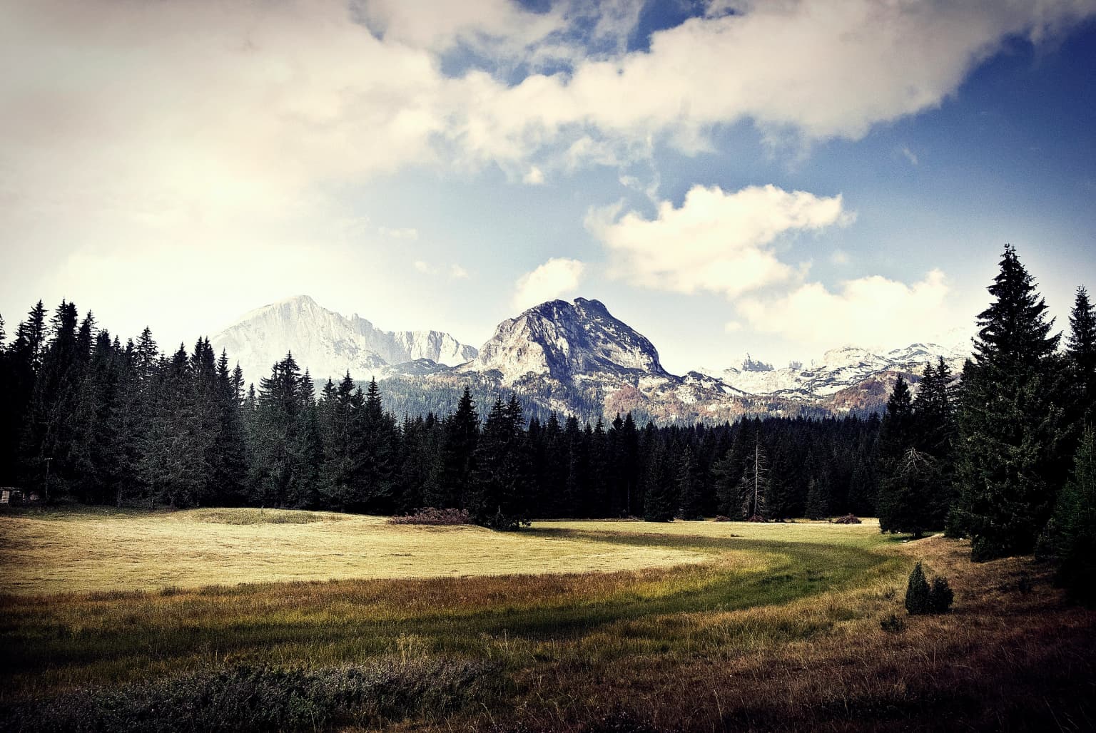 Grassy field, dense pine forest, and snow-capped mountains under a partly cloudy sky