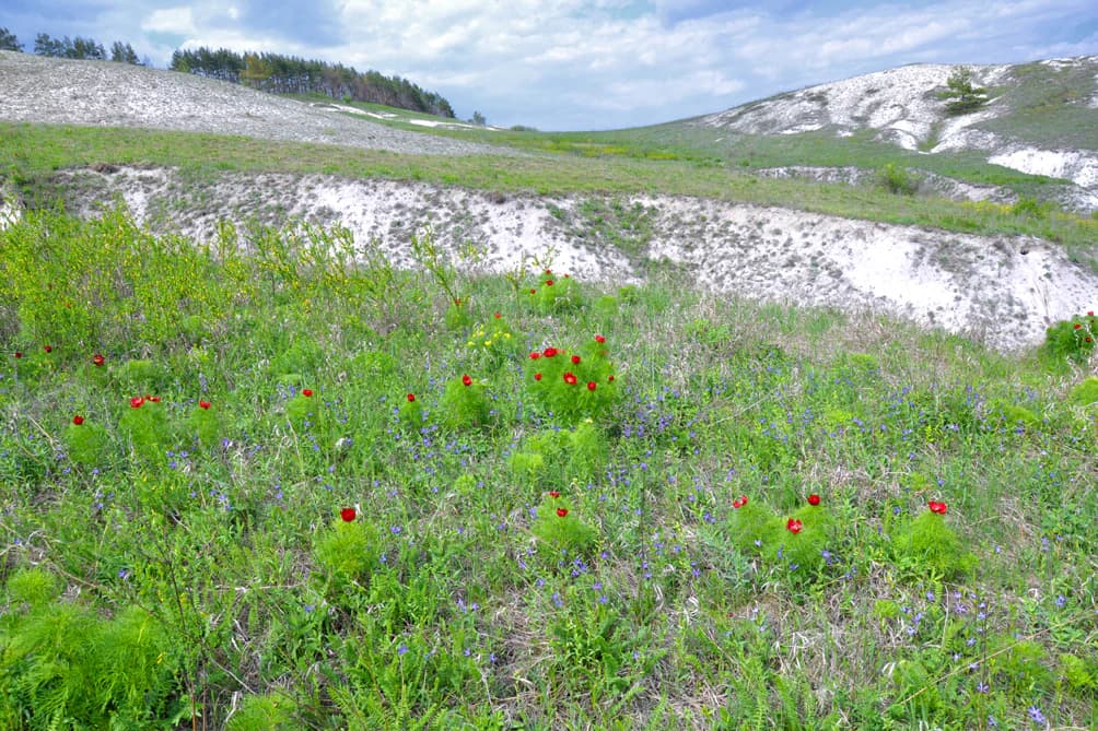 Green meadow with red and purple wildflowers, chalky white cliffs in background under a partly cloudy sky