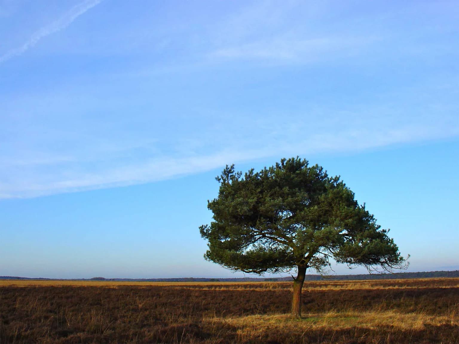 A single tree stands in an open field under a clear blue sky