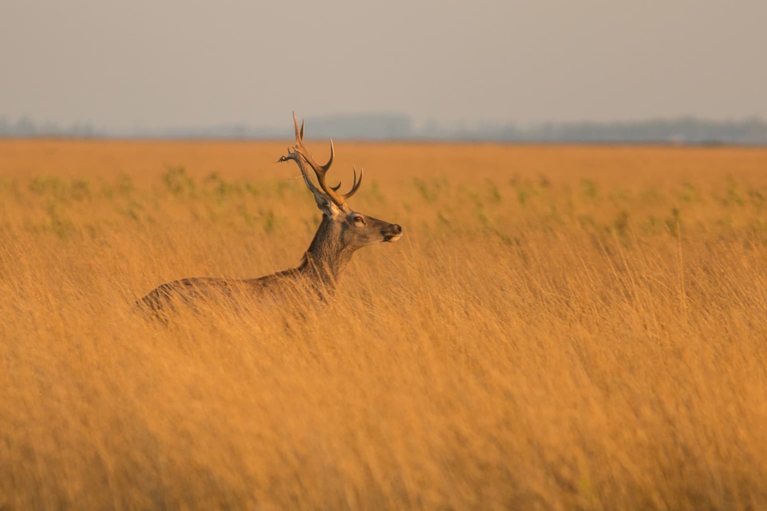 A deer with antlers standing in tall golden grass, with a flat landscape and hazy sky in the background