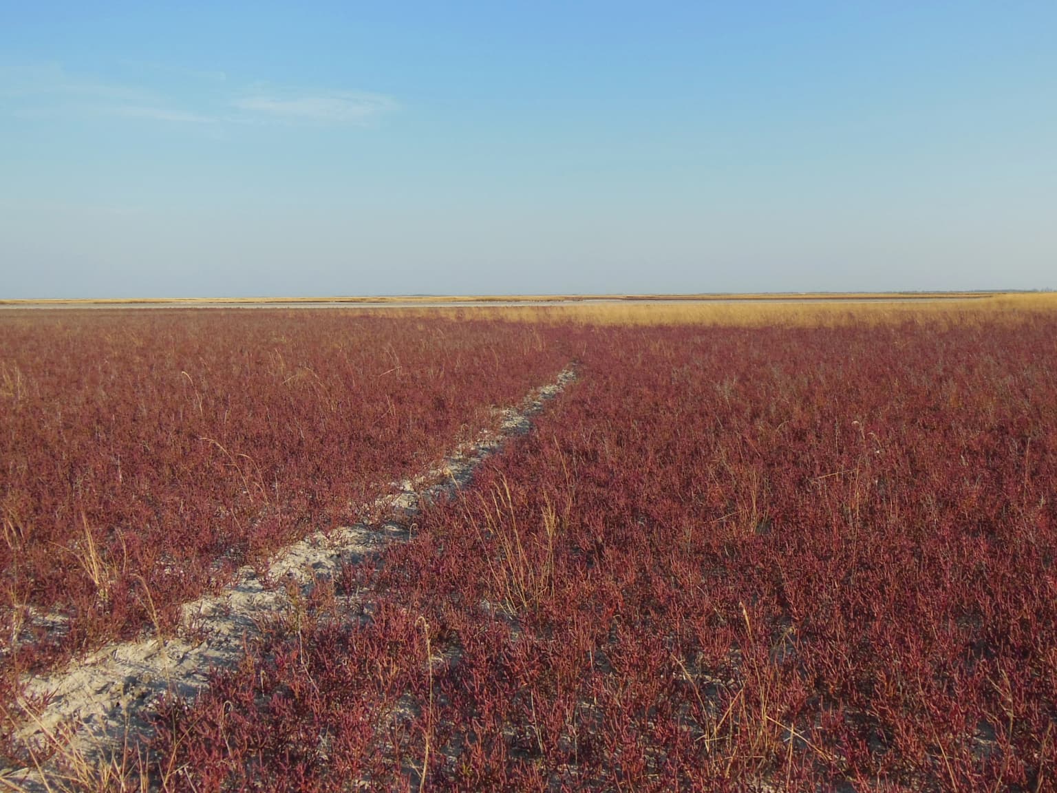 Reddish salt marsh vegetation with a sandy path under a clear blue sky
