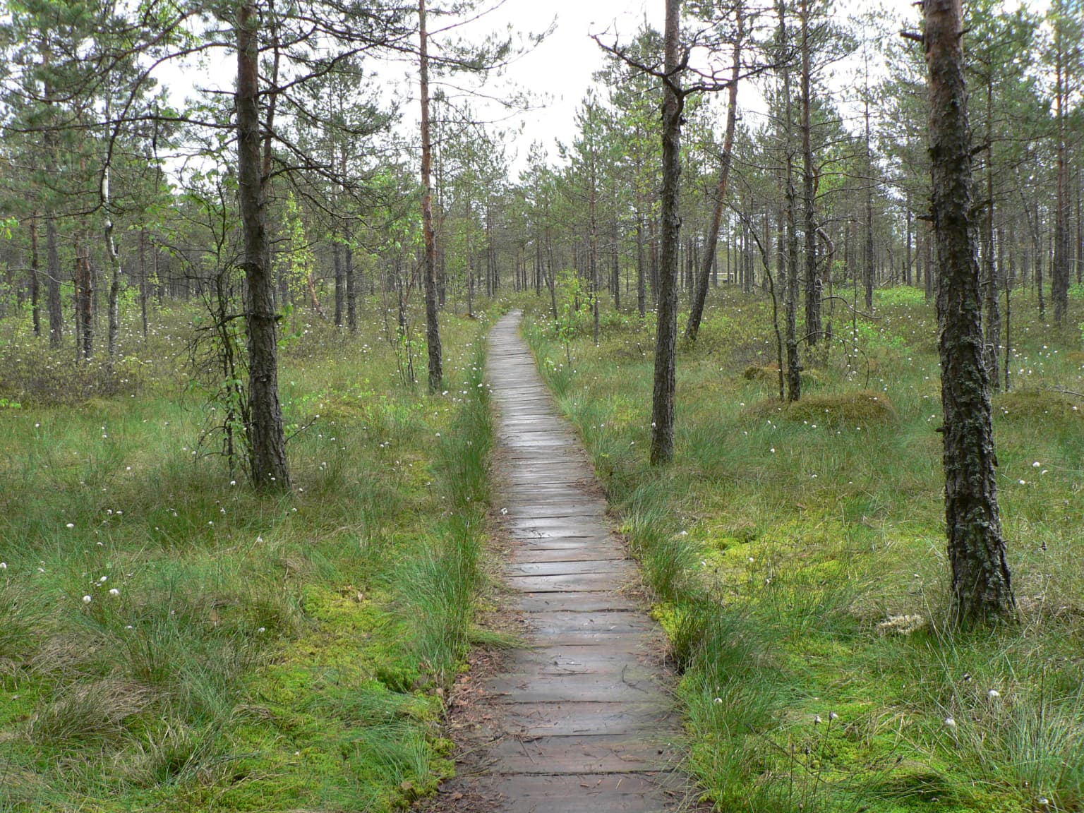 Wooden boardwalk path through a forested swamp area with tall pine trees and green vegetation