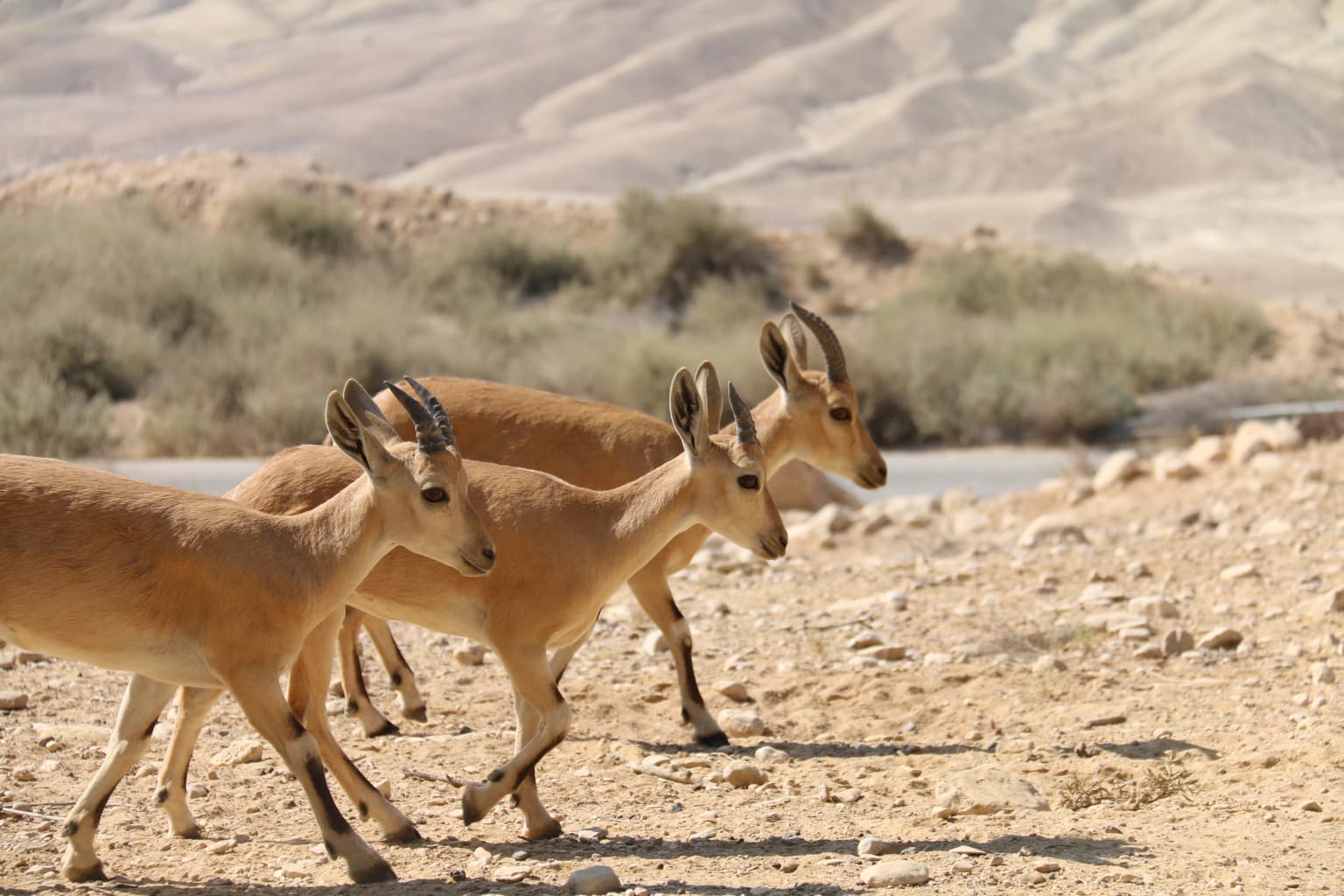 Ibexes walking across rocky terrain with mountains and a body of water in the background.