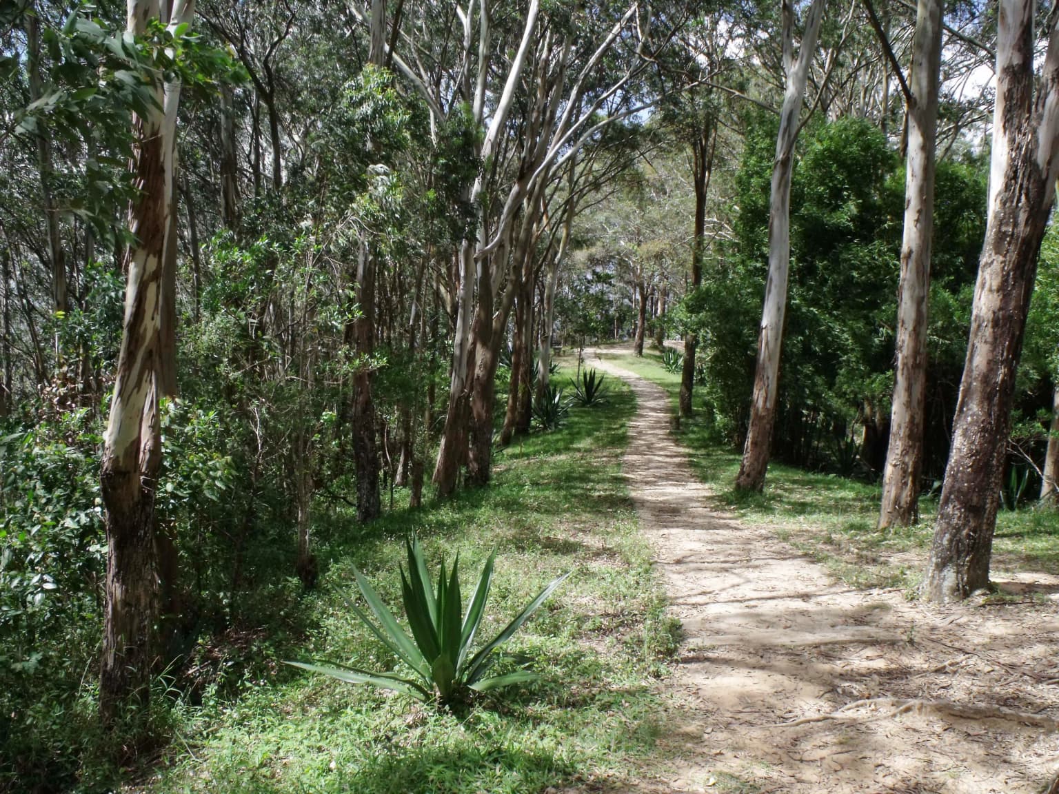 Dirt trail winding through a forest with tall trees and green vegetation