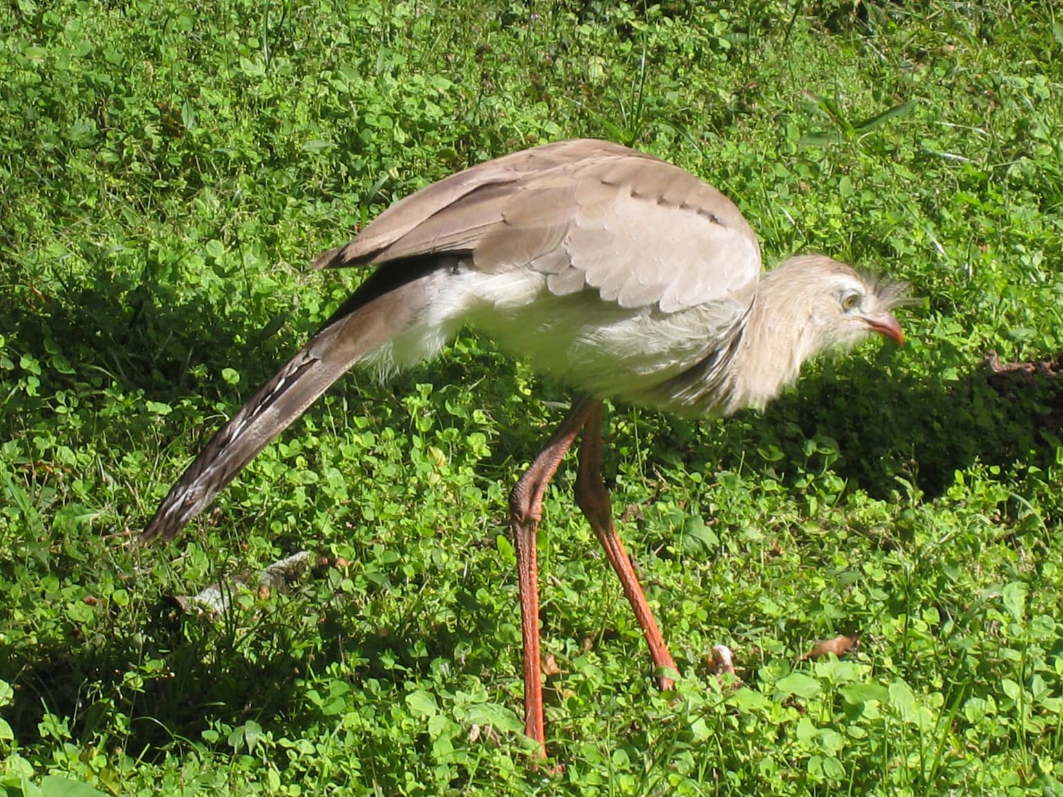 A bird with long red legs, brown and white plumage, and a red beak walking through green vegetation