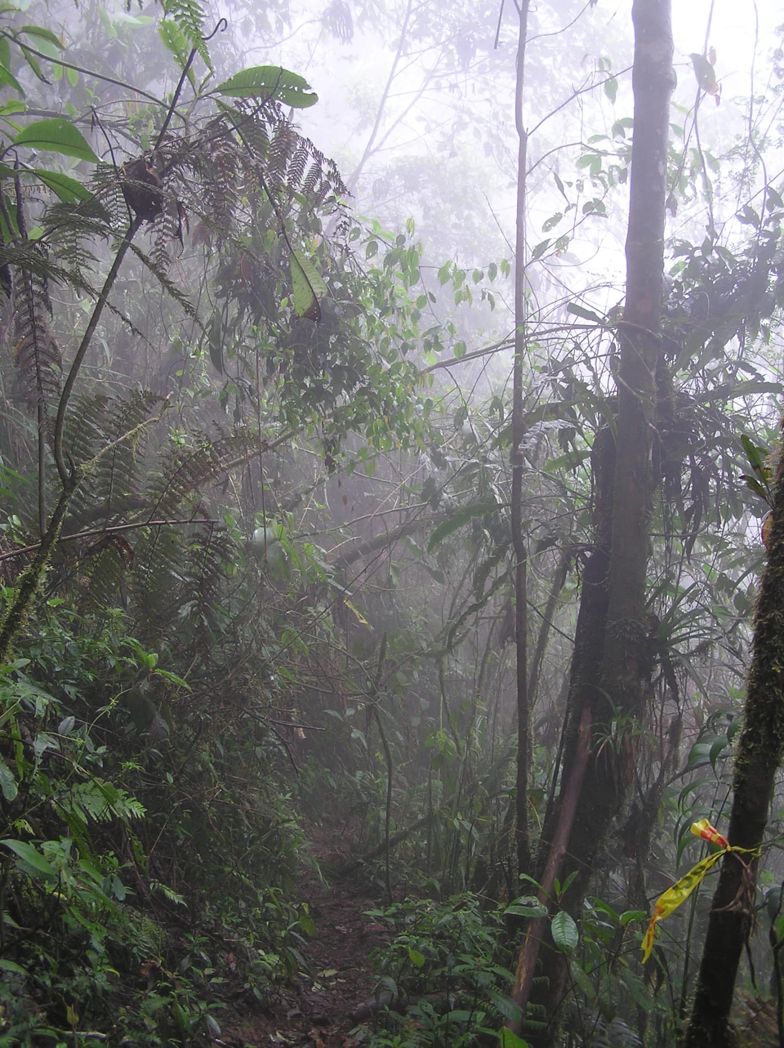 Sendero de bosque brumoso rodeado de densa vegetación tropical, incluyendo helechos, ramas cubiertas de musgo y árboles altos
