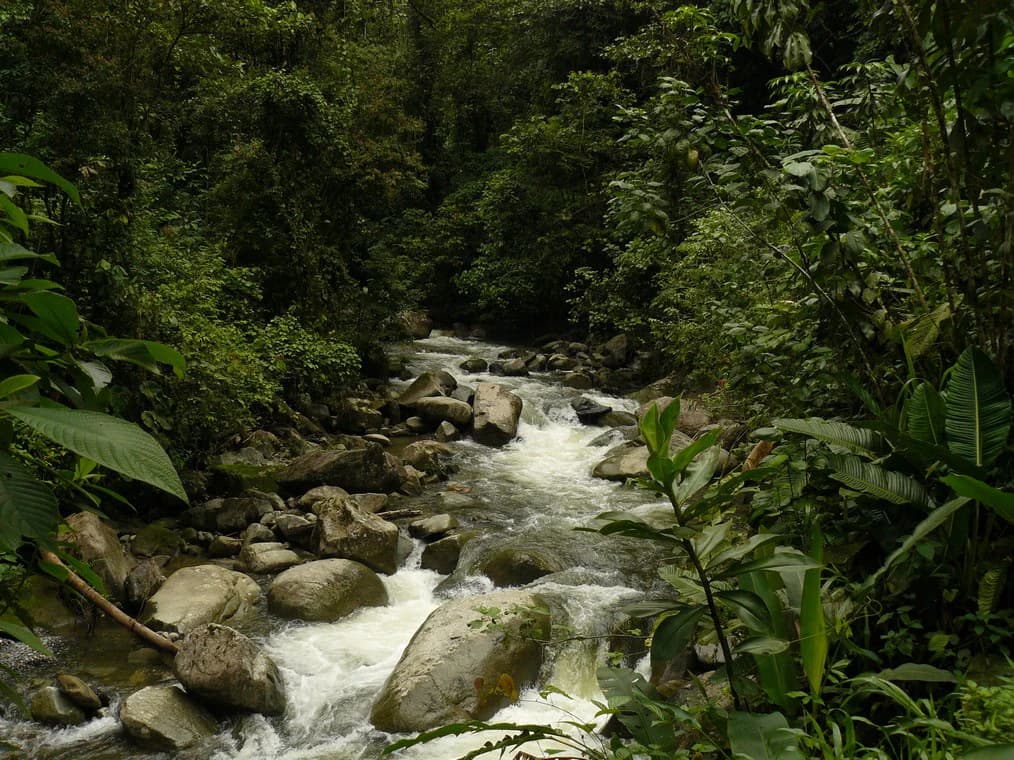 Río con aguas bravas que fluye sobre rocas rodeado de exuberante vegetación verde