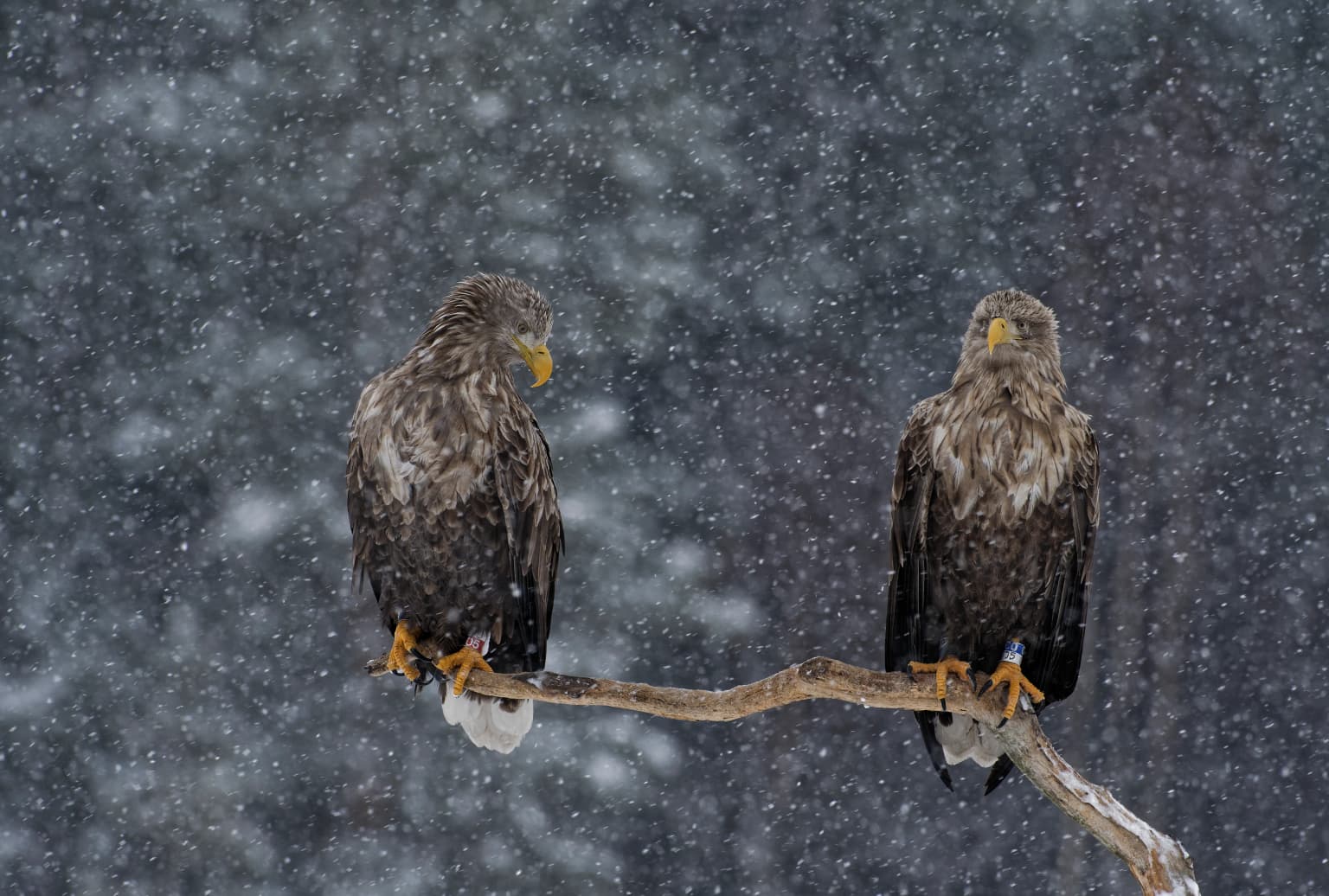 Dos pigargos europeos con plumaje blanco y marrón, picos amarillos y patas anaranjadas posados en una rama desnuda sobre un fondo nevado