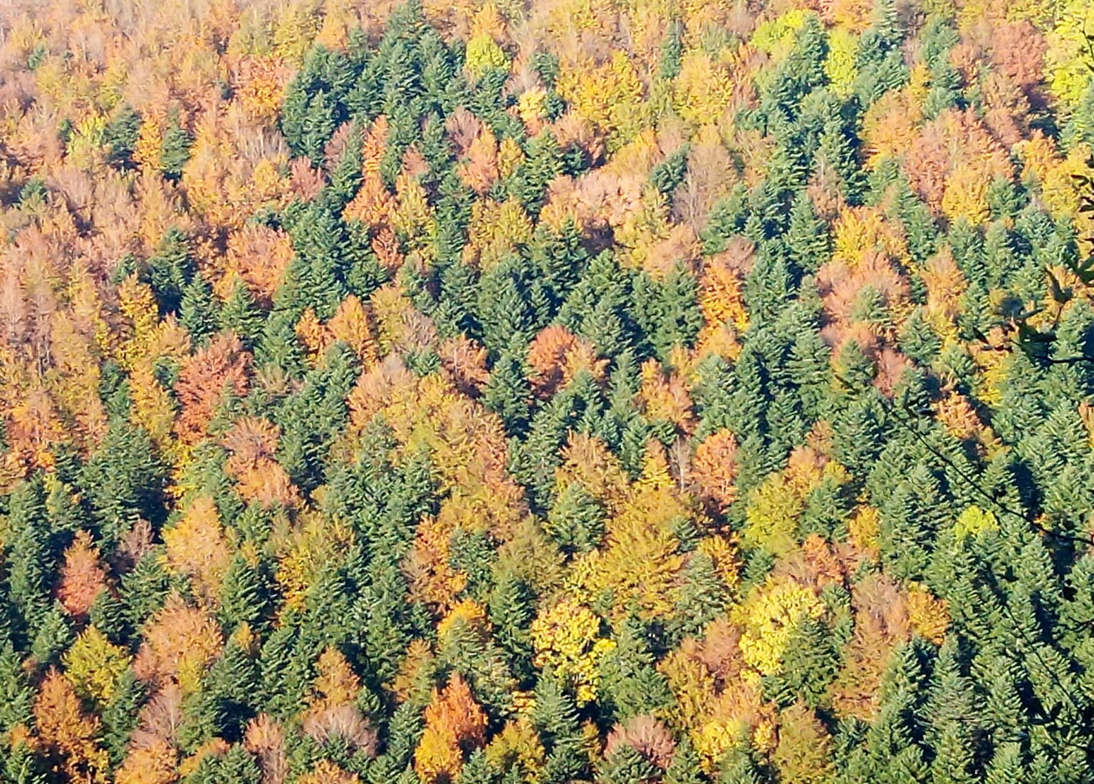 Aerial view of a dense forest with autumn foliage in shades of orange, yellow, and green