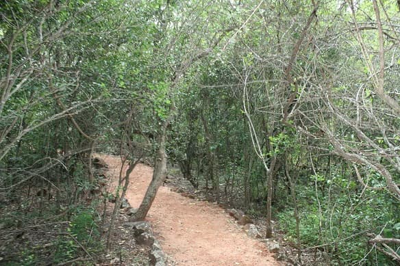Dirt trail surrounded by dense trees and underbrush in a forested area