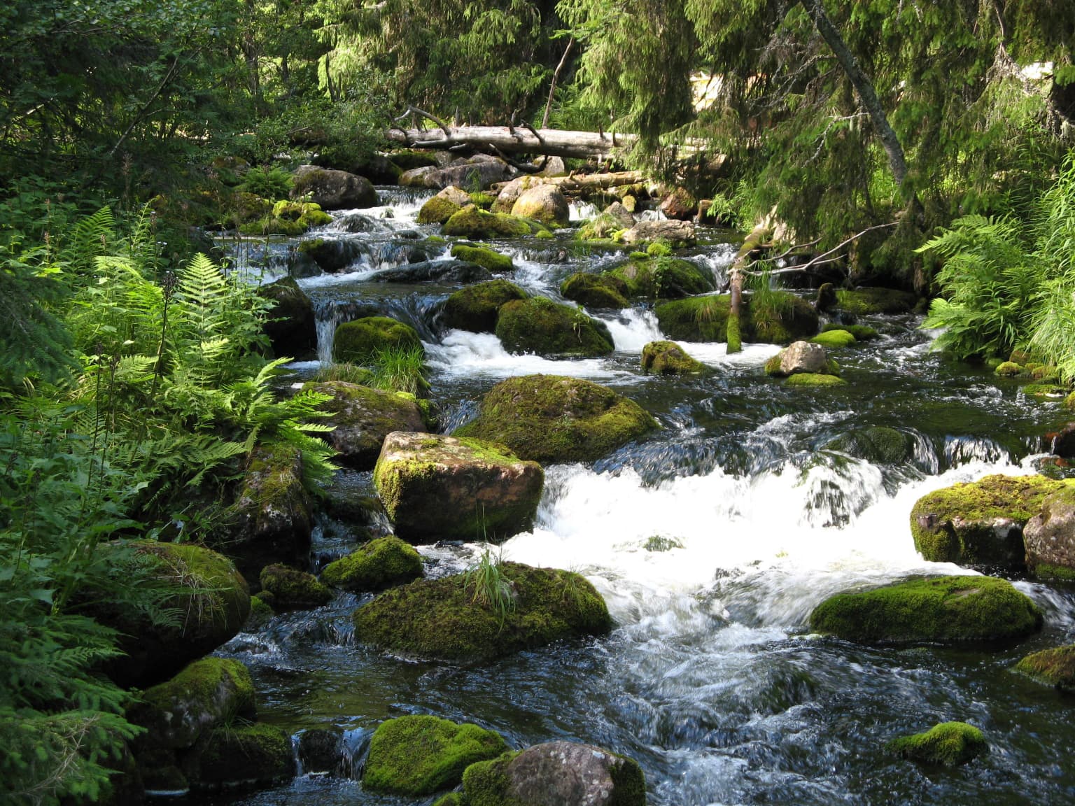 Mossy rocks line a flowing brook surrounded by green ferns and trees
