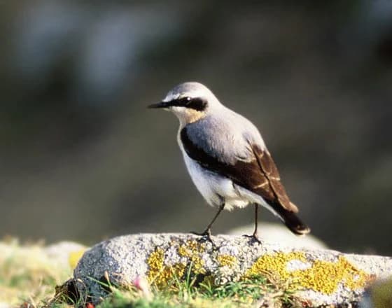 A Northern Wheatear bird standing on a rock with yellow lichen, set against a blurred green background